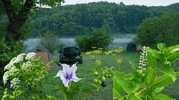 2026 Plant Poisoning Surge: 62% Jump & 8 Deaths | LETWESAF Camping Safety Tips