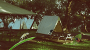 Practical Outdoor Safety Tips to Avoid Bugs During Firefly Camping | LETWESAF Camping Safety Tips