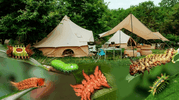 Stinging Caterpillar Safety: Identify & Treat Rashes From Venomous Hairs in June | LETWESAF Camping Safety Tips