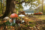 Foraging No-Go Zones 7 Fatal Fungi Campers Must Never Touch LETWESAF Camping Safety Tips