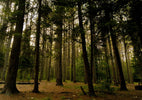 Guiding Through Monongahela: A True Night Encounter in the West Virginia Wilds