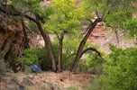 Flying Grass Eye Protection: Avoid Common Camping Mistakes | LETWESAF Tips