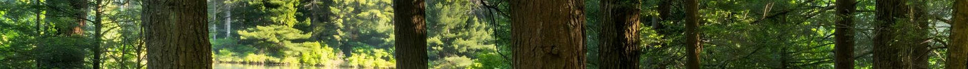 Tracking Wildlife and Camping Alone in Sylvania Wilderness: A Summer Field Journal From Michigan’s Wild Lakes