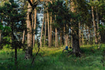 Bikepacking Through Chequamegon-Nicolet National Forest: A Summer Ride Into the Wild
