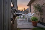 Backyard Safety Tips: How to Prevent Theft and Wildlife Intrusions at Home