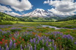 Mount Rainier Camping Trip Made Calmer with LETWESAF