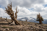 Camping in Great Basin National Park: My Wilderness Journey with LETWESAF