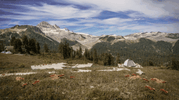 Fire Ant Camping Safety: Spot Mounds, Treat Stings & Handle Allergic Reactions | LETWESAF Camping Safety Tips