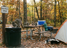 96% Campers Ignore Small Wildlife Hazards LETWESAF Camping Safety Tips