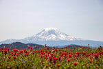 Summer Backcountry Camping in Mount Adams Wilderness Wildflower Trails and Volcanic Scenery