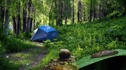 Post-Rain Camping Safety: Prevent Rat Lungworm Risks From Snails & Slugs | LETWESAF Camping Safety Tips