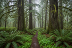 Discover Gorgeous Natural Beauty While Camping in Snoqualmie with LETWESAF