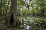 Swamps Ponds Tree Holes 7 Overlooked Mosquito Spots LETWESAF Camping Safety Tips
