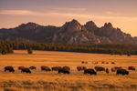 Custer State Park Camping: Wonderful Outdoor Journeys with LETWESAF
