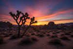 Wilderness Camping Prep: Secure Joshua Tree Nights with LETWESAF