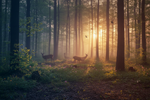 Spring Camping Wildlife Safety | LETWESAF Camping Safety Tips