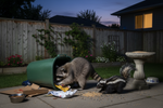 Hidden Cameras and Vulnerable Backyards: How LETWESAF Protects Your Property