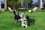 Dog Heat Stroke Risk & Emergency Timeline LETWESAF Camping Safety Tips
